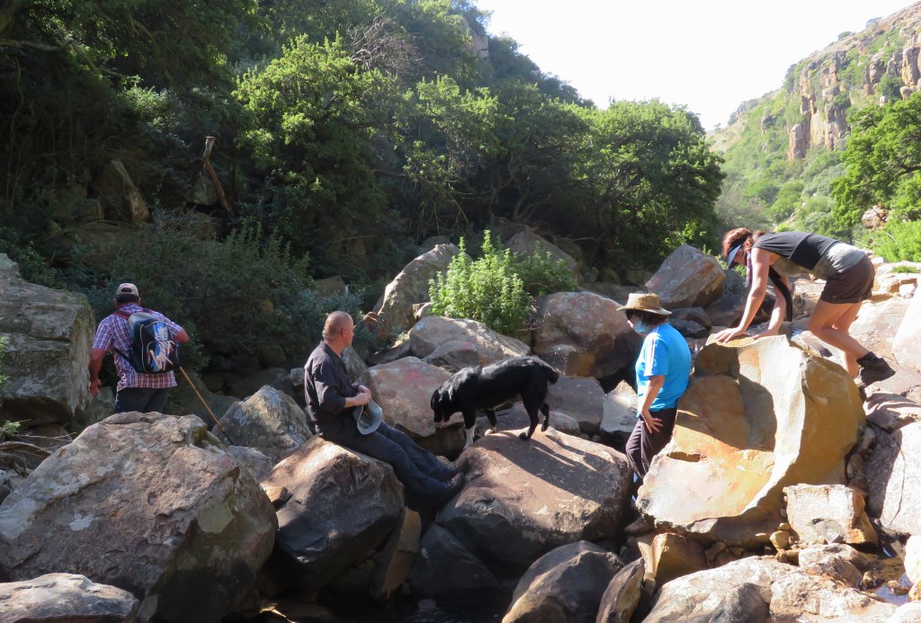 Grey rhebok below water fall